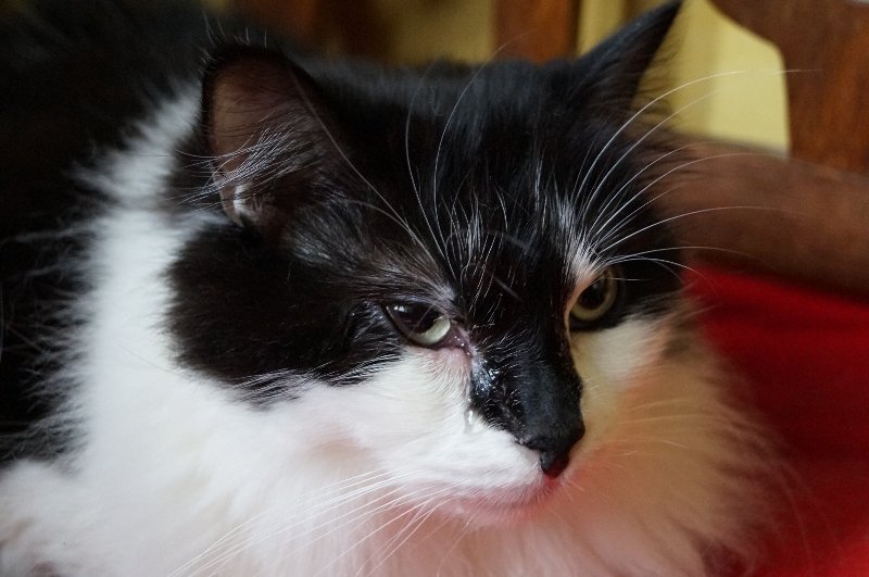 Coryza du chat catpapattes