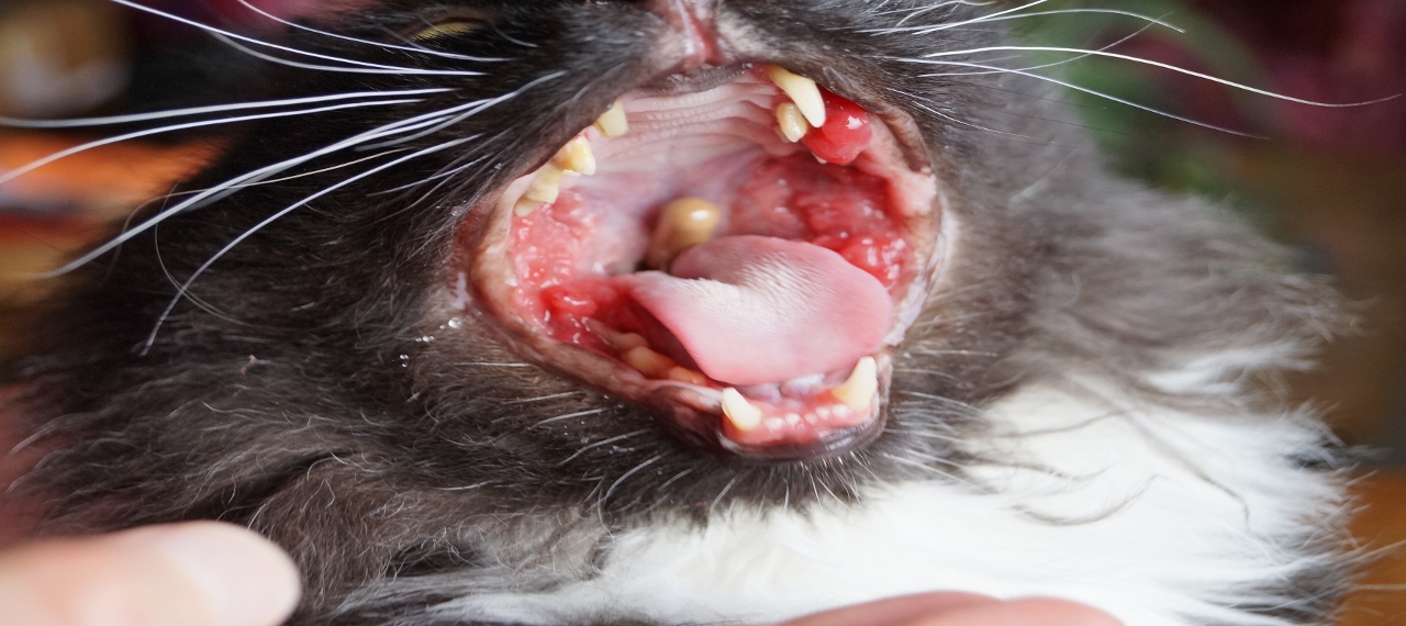 comment soigner gingivite chez chat