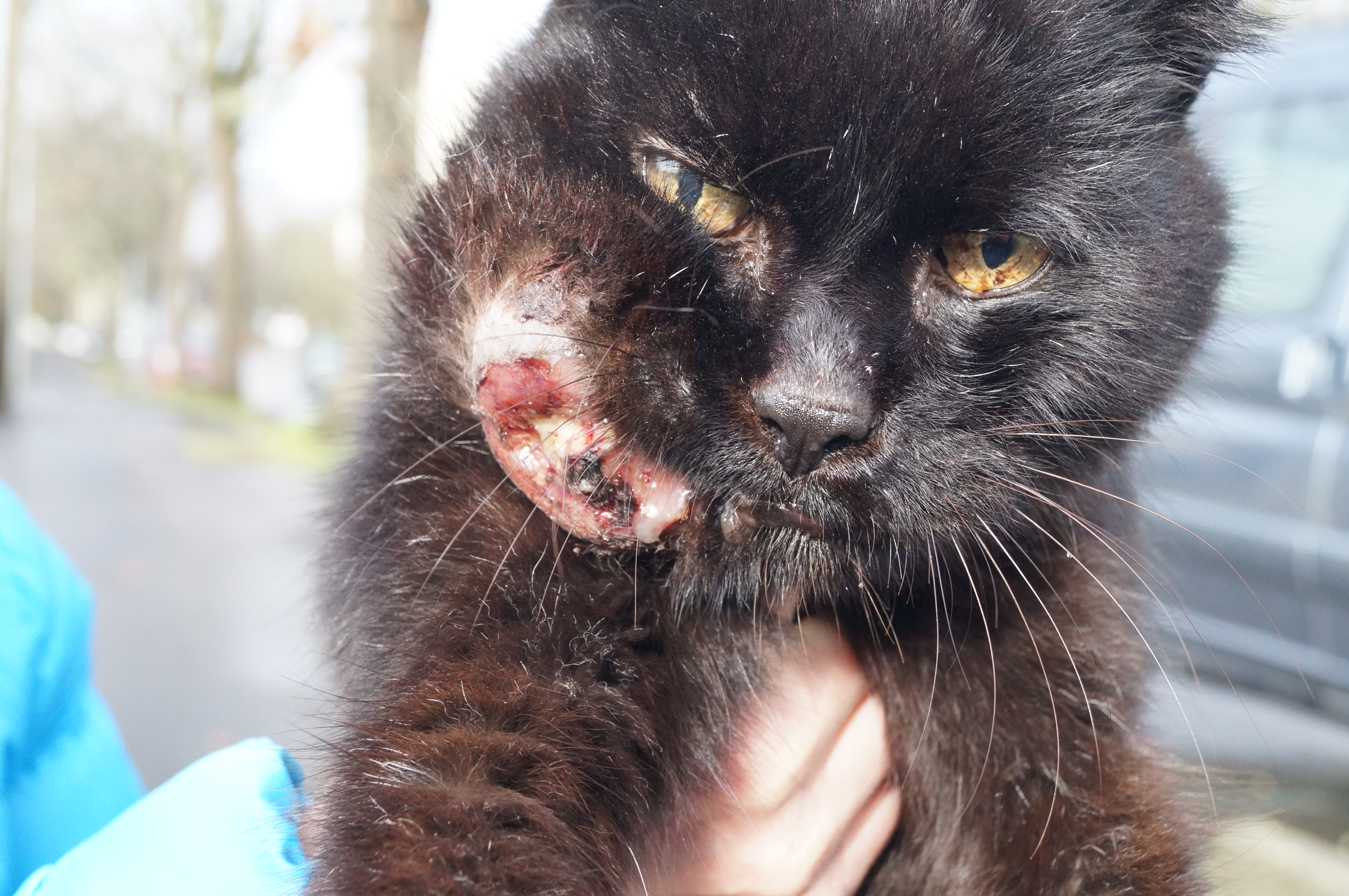 Un chat pour ado