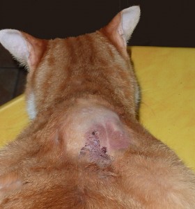 Fibrosarcome (tumeur cancéreuse) au point d'injection chez un chat âgé de 6 ans