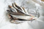 anchois frais