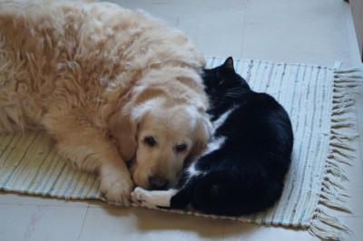 Umi, golden retriever de 13 ans avec son amie chat Miau 