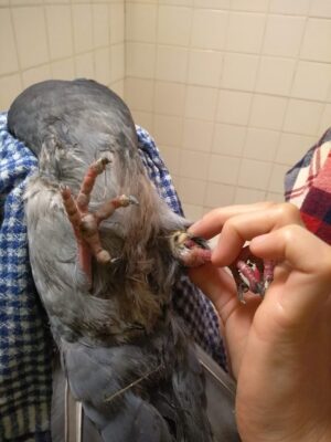 pigeon patte malade arthrite infection 