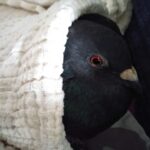 soins pigeon malade
