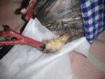 infection arthrite patte pigeon