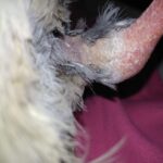 infection arthrite patte pigeon