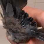 pigeon plumes cassées